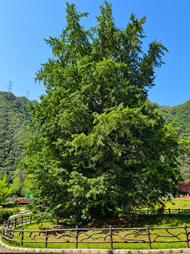 唔捨得公開22℃嘅秦嶺秘境「阿勒泰」