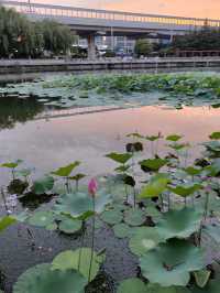 閒遊板橋坊河之三湖公園