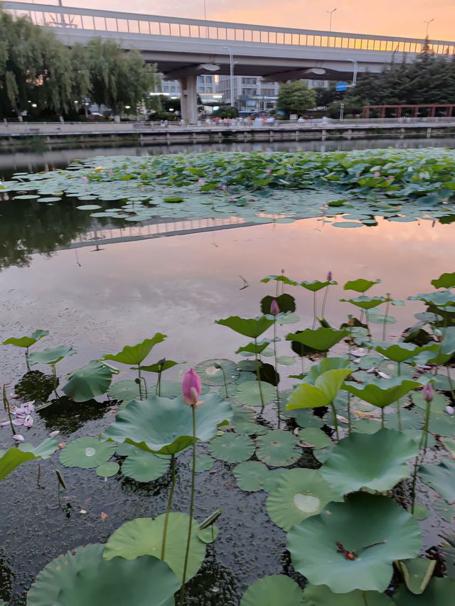 閒遊板橋坊河之三湖公園