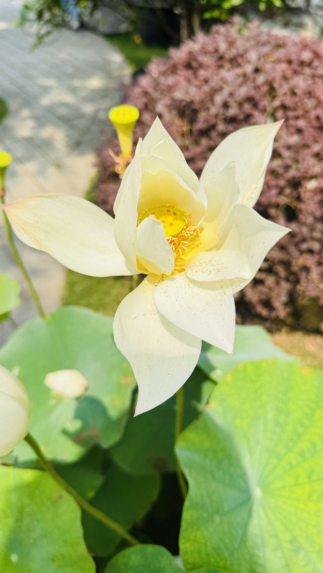 喺玄武湖梁州，撞見南朝嘅風/南京玄武湖（一）