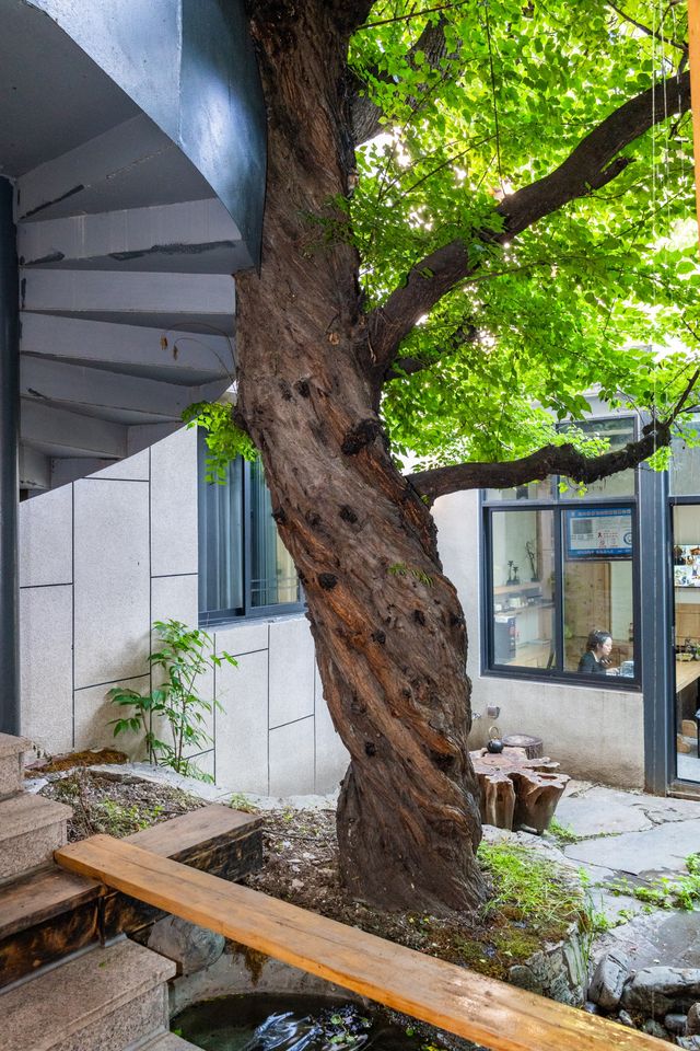 人均200蚊嘅治癒系酒店！成都人私藏嘅「小森林」