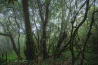 23℃毛毛球森林徒步避暑！拍出森系大片