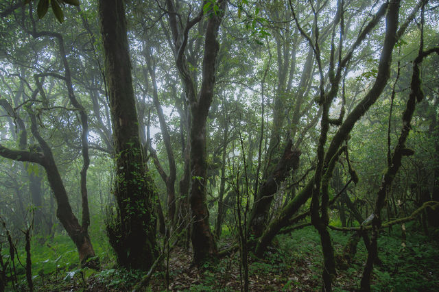 23℃毛毛球森林徒步避暑！拍出森系大片