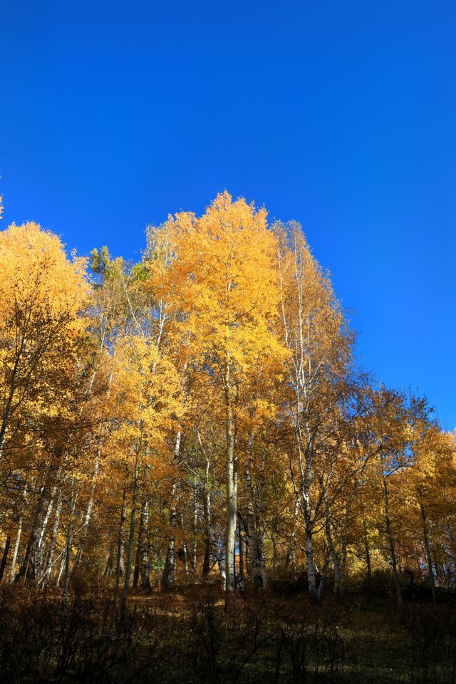 10月限定！喀納斯徒步賞秋絕美路線最後一期撿漏啦！