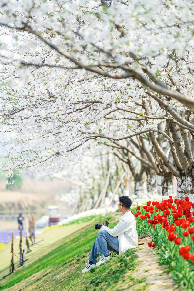 寧波前灣賞花攻略｜春日限定浪漫，邂逅花海