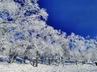 雪嶺凝霜綴瓊枝，尚志霧淞赴一場冬日詩行