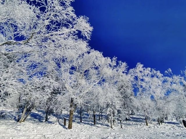 雪嶺凝霜綴瓊枝，尚志霧淞赴一場冬日詩行