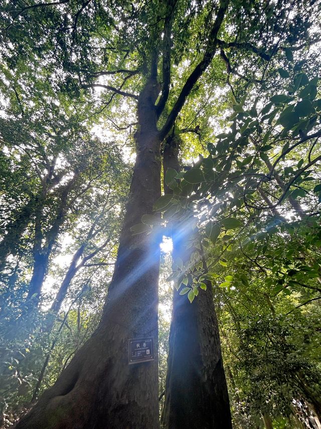 上饒篁嶺：曬秋畫卷裡的千年古村，一步一景皆是詩！ 