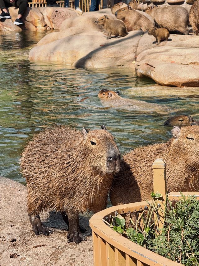 北京野生動物園超全攻略 北京野生動物園超全攻略