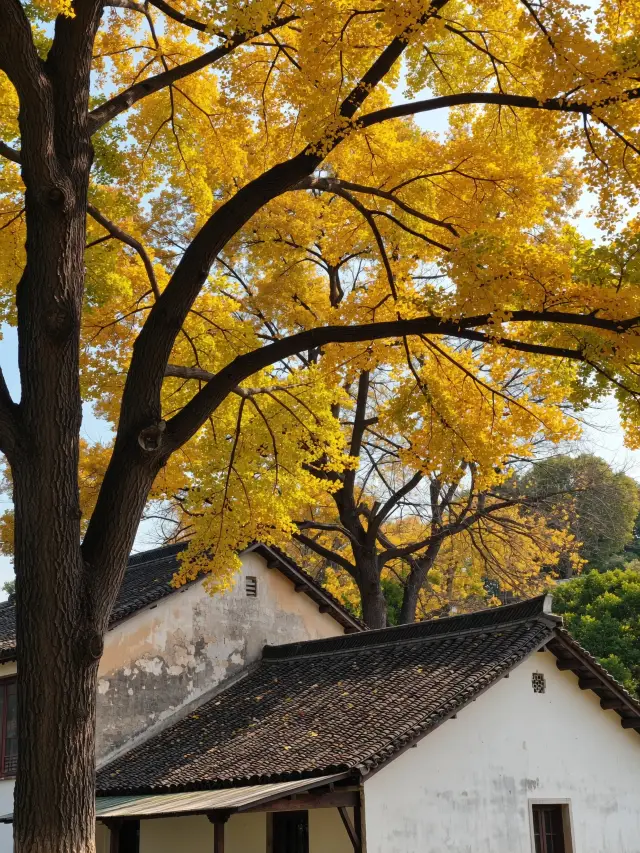 Suizhou Dahong Mountain Autumn Viewing Guide: Encounter a Painting-like Autumn