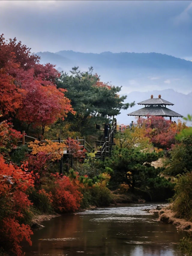 紅山翠谷賞楓全攻略