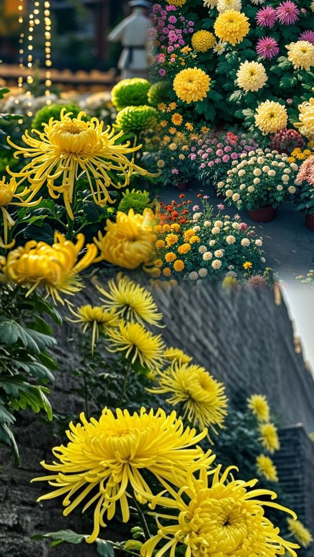 “百菊爭鋒!萬歲山驚現『花中江湖』,這波秋日浪漫藏不住了!” “百菊爭鋒!萬歲山驚現『花中江湖』,這波秋日浪漫藏不住了!”