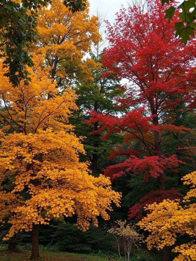 雲平山｜上帝打翻了秋天的調色盤小眾仙境太絕了