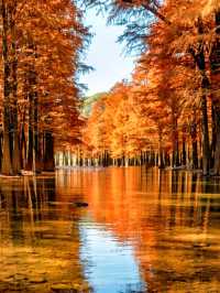 紹興秋日限定：20min高鐵直達，銀杏古寺醉江南