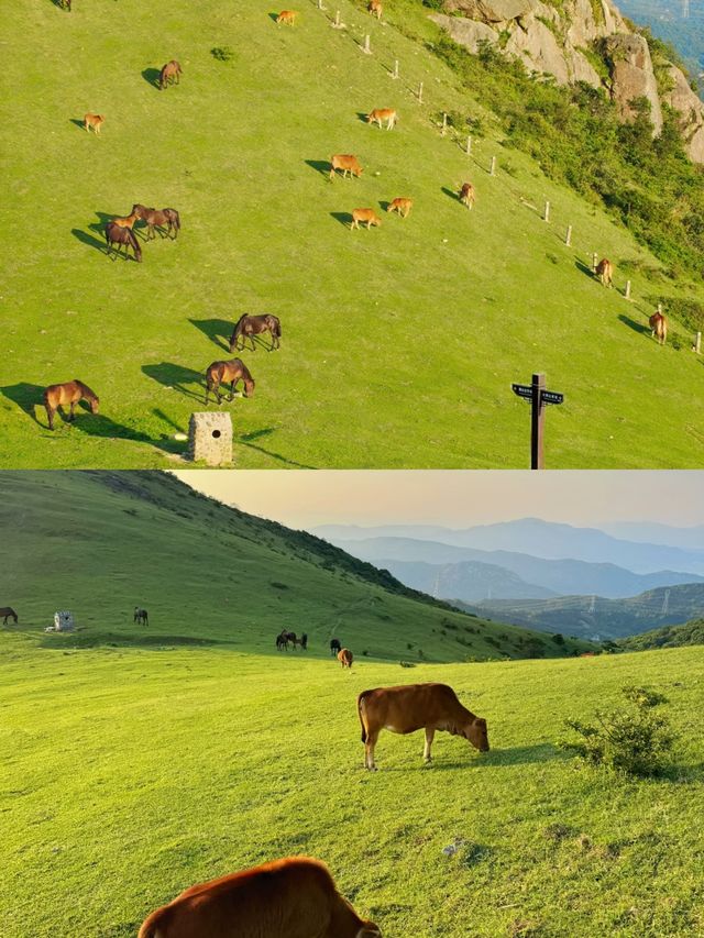 逃離城市當「牛馬」，奔赴大姆山的草甸狂歡