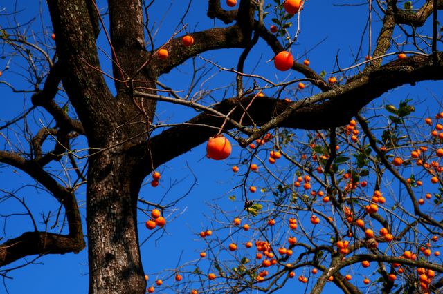 湖北羅田甜柿秘境500年古柿樹王等你來打卡！