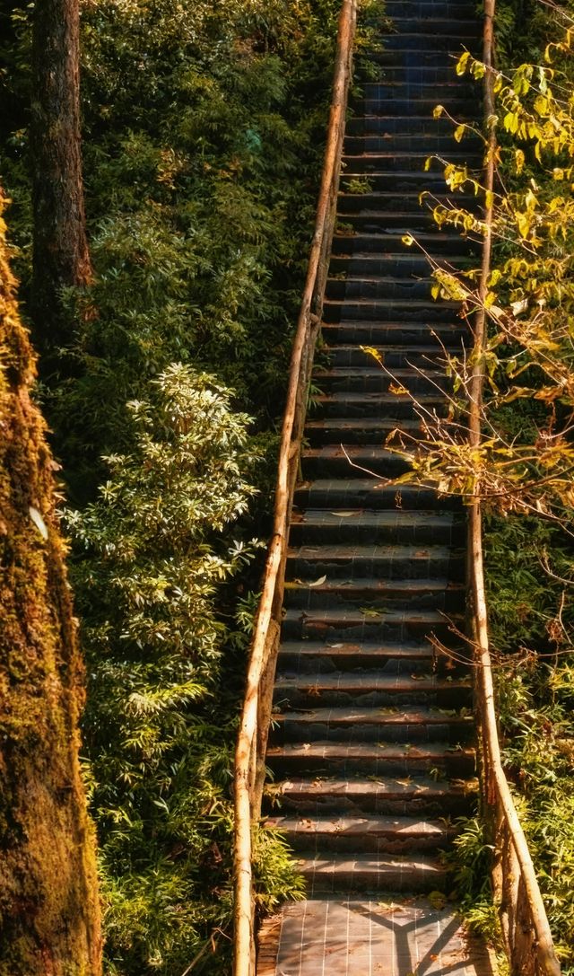 成都周邊2.5h，秋日童話限時返場！