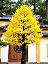 甘肅版九寨溝被我搵到喇！匿喺隴南嘅彩林秘境