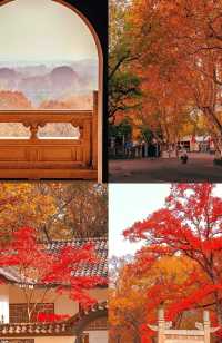 沒有一個城市比南京更懂秋天