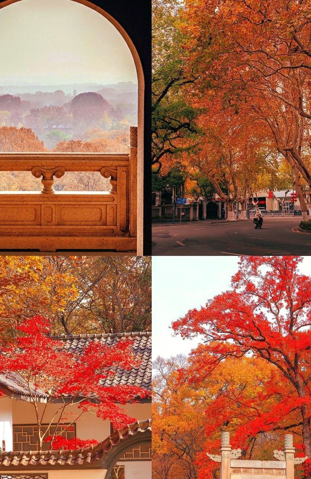 沒有一個城市比南京更懂秋天