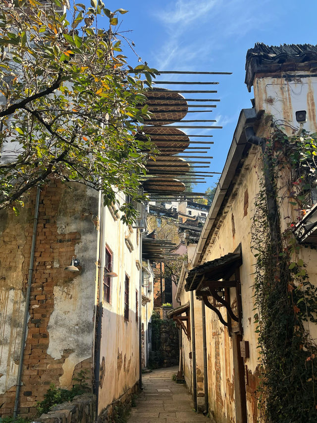 婺源篁嶺曬秋絕絕子手機拍到斷電哭著求饒