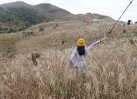 香港大東山,秋日芒草的夢幻之旅!