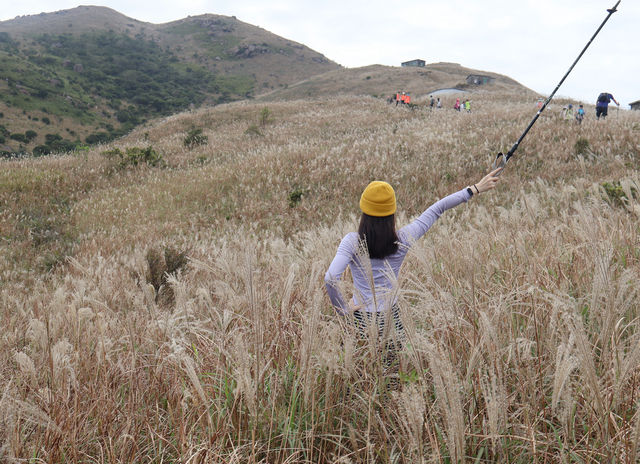 香港大東山,秋日芒草的夢幻之旅! 香港大東山,秋日芒草的夢幻之旅!