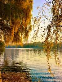 赴一場萬柳塘公園的秋日之約