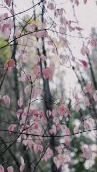 亞布力秋染五花山，暖居枕雪待晴光