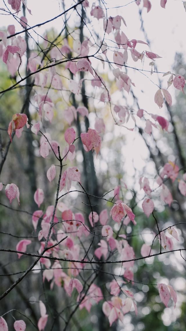 亞布力秋染五花山，暖居枕雪待晴光