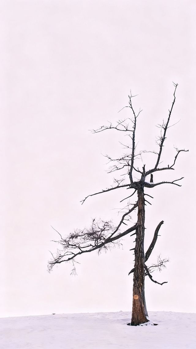 我想～沒人能拒絕冬天的阿勒泰吧！！