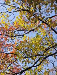 這個秋天一定要嚟莫愁湖！