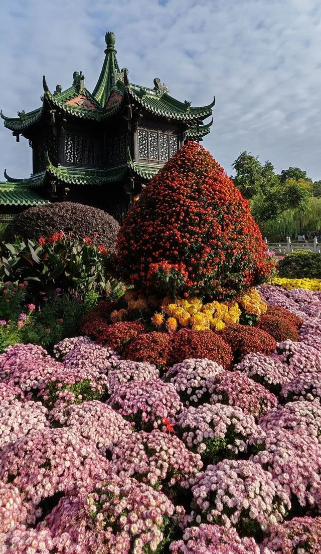 揚州賞菊指南｜滿城盡帶黃金甲！這3個地方美到心巴上