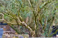 在浦城，我找到了一個“龍”影隨形的古村落