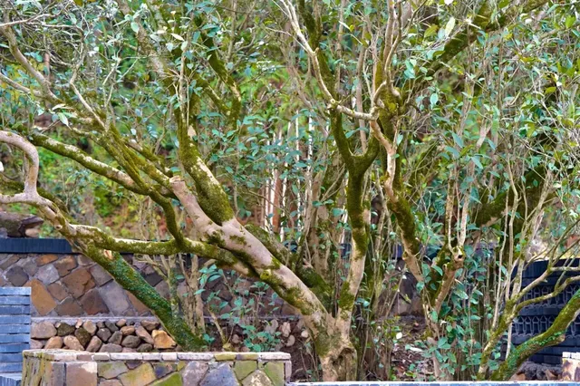 在浦城，我找到了一個“龍”影隨形的古村落