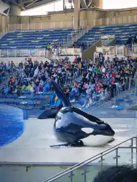 悠閒帶娃|上海海昌海洋公園不廢媽攻略