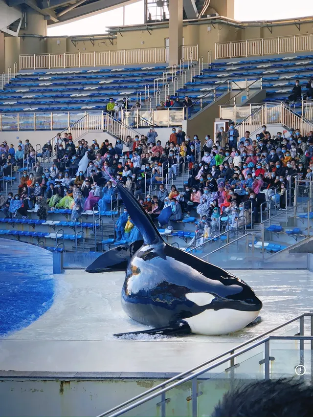 悠閒帶娃|上海海昌海洋公園不廢媽攻略 悠閒帶娃|上海海昌海洋公園不廢媽攻略