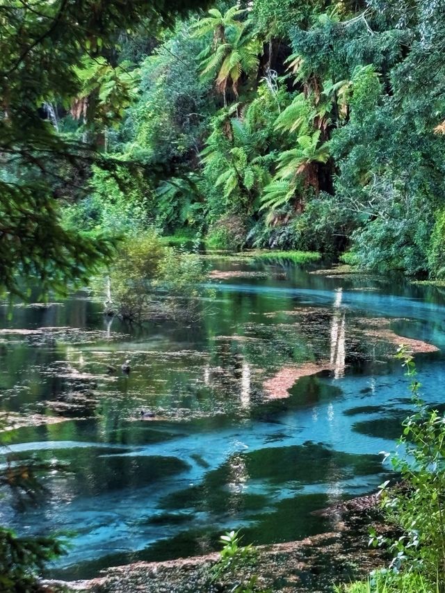 A Must-Visit in New Zealand! Blue Spring Leslie Road Entrance, 15 ...