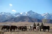 冬季蘭州旅遊的浪漫|請留一天給祁連雪山