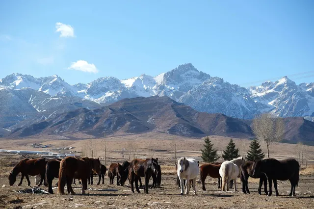 冬季蘭州旅遊的浪漫|請留一天給祁連雪山 冬季蘭州旅遊的浪漫|請留一天給祁連雪山