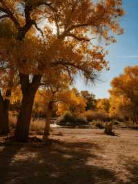 額濟納旗親子賞秋攻略帶娃玩轉胡楊林+沙漠秘境