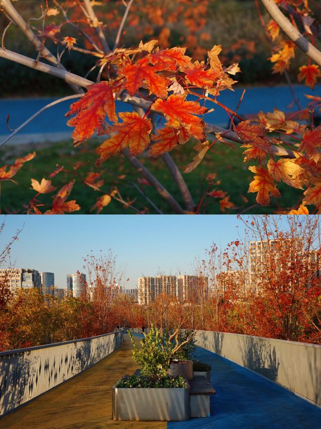 蘇州河畔超全秋日打卡攻略隨手拍都是電影感! 蘇州河畔超全秋日打卡攻略隨手拍都是電影感!