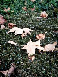 都市中的秋日詩篇