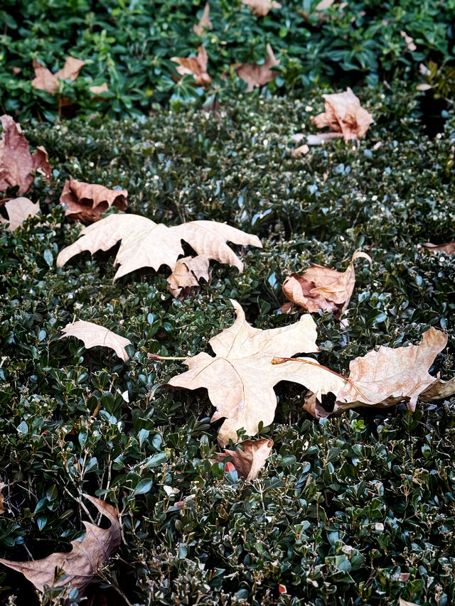 都市中的秋日詩篇 都市中的秋日詩篇