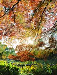 上海東郊賓館|滬上秋景絕絕子人間仙境