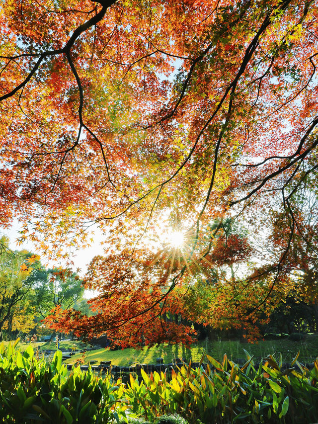 上海東郊賓館|滬上秋景絕絕子人間仙境 上海東郊賓館|滬上秋景絕絕子人間仙境