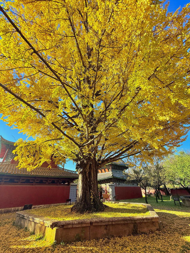 不是北京｜真的在麗江今日實況美哭了