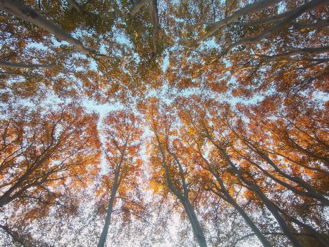 南京三天遊(秋天的尾巴) 南京三天遊(秋天的尾巴)