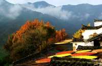 婺源紅楓最佳觀賞期來臨