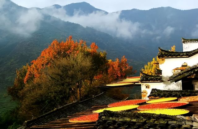 婺源紅楓最佳觀賞期來臨 婺源紅楓最佳觀賞期來臨